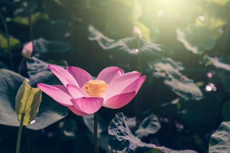 lotus flower in the pondの写真素材