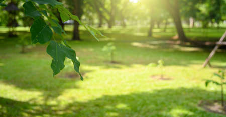 Blur blackground of tropical leaves, abstract green leaves texture, nature backgroundの写真素材