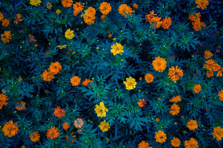 autumn leaves background, abstract nature conceptの写真素材