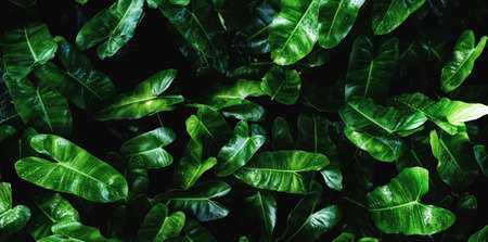 abstract stunning panorama green leaf texture, tropical leaf foliage nature dark green background. green banners nature tropical concept.の写真素材