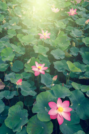abstract stunning panorama green leaf texture, tropical leaf foliage nature dark green background. green banners nature tropical concept.の写真素材