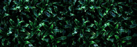 abstract stunning panorama green leaf texture, tropical leaf foliage nature dark green background....