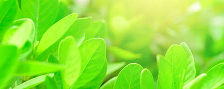abstract stunning green leaf texture, tropical leaf foliage nature dark green background. green banners nature tropical concept.の写真素材