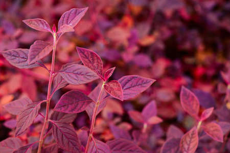 Autumn natural background with blue, purple, lilac, red leaves, fall bright landscape, banner, free space for textの写真素材