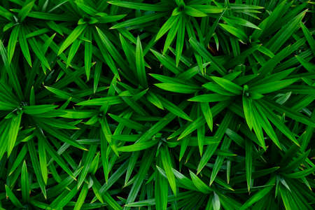 abstract stunning green leaf texture, tropical leaf foliage nature dark green background.の写真素材