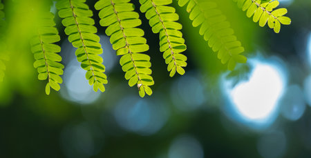 abstract stunning green leaf texture, tropical leaf foliage nature green background.の写真素材