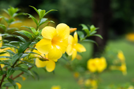 Yellow flowering plant called Allamanda, Allamanda cathartica native to the Americas.