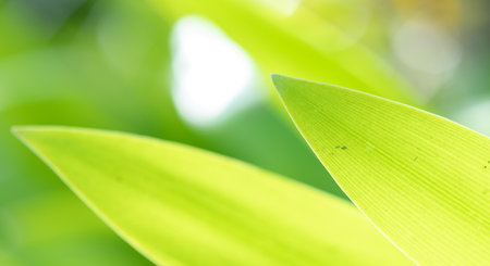 abstract stunning green leaf texture, tropical leaf foliage nature green background.