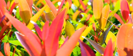 abstract stunning green leaf texture, tropical leaf foliage nature green background.の写真素材