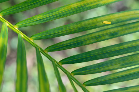 abstract stunning green leaf texture, tropical leaf foliage nature green background.