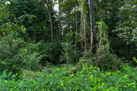 Green grass nature background in forest
