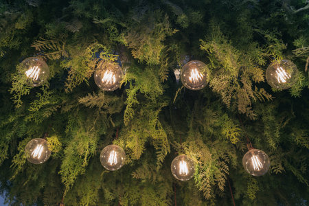 Light lamp and plant decoration ceiling design by hanging electric vintage bulb. Interior green leaf indoor background, flower natural style garden chandelier in modern home, cafe and restaurant.の写真素材