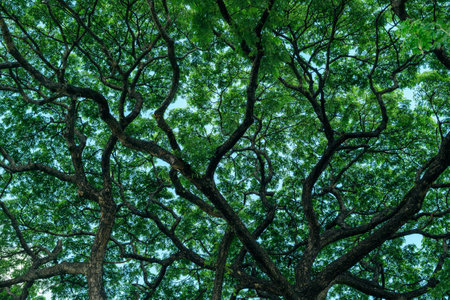 Embrace the concept of wellness amidst tall trees, where sunlight paints the foliage in vibrant colors.の写真素材