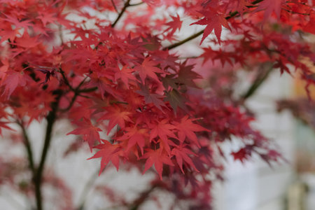 Vibrant maple leaves bring touch of romance and tranquility to the lonely landscape in Kyoto. A...
