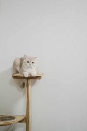 A British shorthair cream colored cat with calm expression sits on wooden cat tree against plain white wallの写真素材