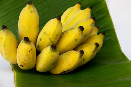 Cultivated Banana on green banana Leaf : For Thai ingredient dessert recipes such as glutinous rice steamed in banana leaf, banana in coconut milk etc.の写真素材