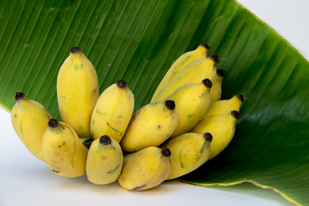 Cultivated Banana on green banana Leaf : For Thai ingredient dessert recipes such as glutinous rice steamed in banana leaf, banana in coconut milk etc.の写真素材