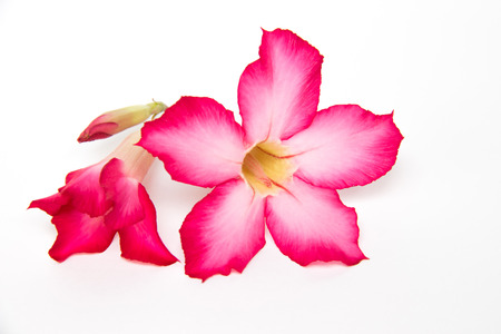 Pink desert rose blooming isolated on white backgroundの写真素材