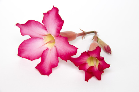 Pink desert rose blooming isolated on white backgroundの写真素材