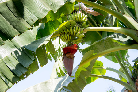 Cultivated Banana blossom on treeの写真素材