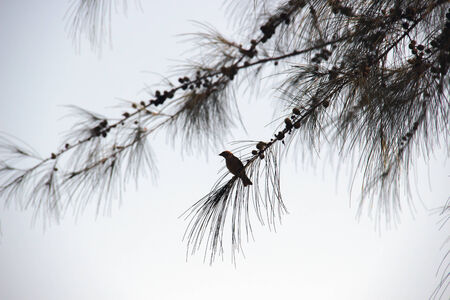 A sparrow bird sitting on pine tree branchの写真素材