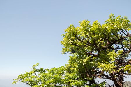 Top of tree leaves on blue sky backgroundの写真素材