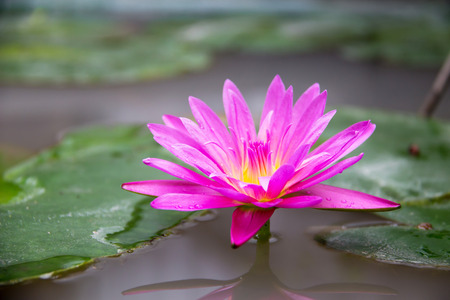 Pink lotus with reflection in garden pondの写真素材