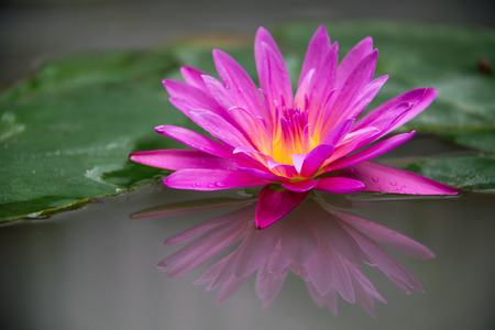 Pink lotus with reflection in garden pondの写真素材