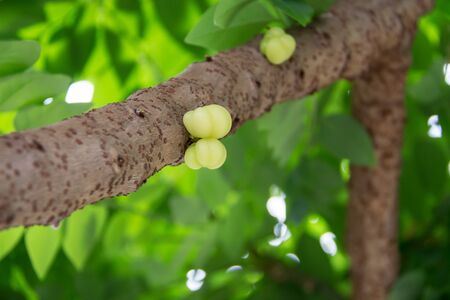 Star gooseberry on tree , Phyllanthus acidus Skeelsの写真素材