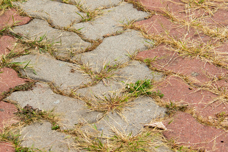 Brick block pathway with plantsの写真素材