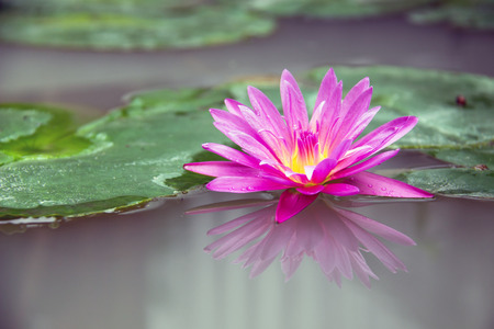 Pink lotus with reflection in garden pondの写真素材