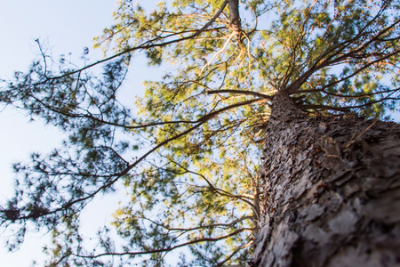Looking up on pine tree focus on the bark of the treeの写真素材