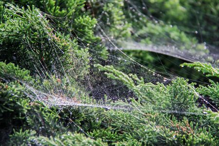 Closeup Of The Top Of A Pine Tree with Spiderweb /Cobwebの写真素材