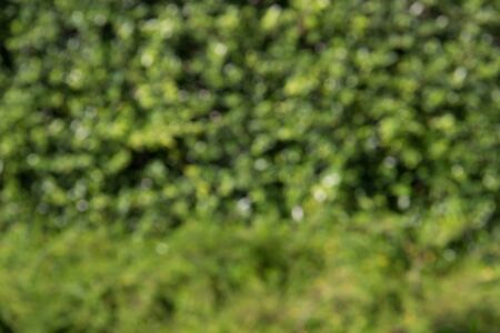 Defocused and blurred image for background of green bush