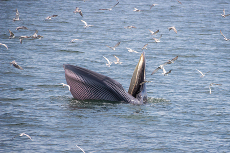 Bryde's whale feeding in the Gulf of Thailandの写真素材