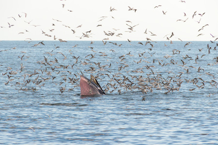 Bryde's whale feeding in the Gulf of Thailandの写真素材