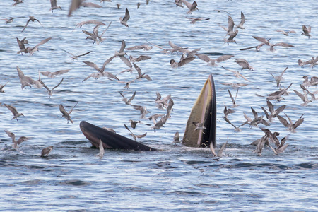 Bryde's whale feeding in the Gulf of Thailandの写真素材
