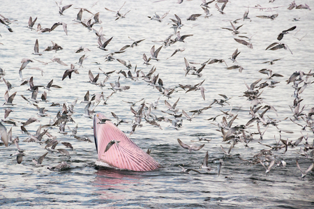 Bryde's whale feeding in the Gulf of Thailandの写真素材