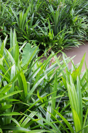 Pandanus leaf on the riverside, good smell leaf for food and dessertの写真素材