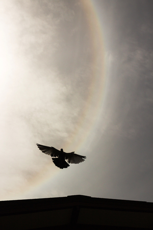 Silhouette flying bird with fantastic beautiful sun halo phenomenon or sun with circular rainbow over the skyscraper.の写真素材