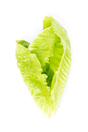 Fresh green baby leaf of cos lettuce isolated on white background.の写真素材