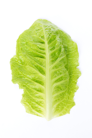 Fresh green baby leaf of cos lettuce isolated on white background.の写真素材