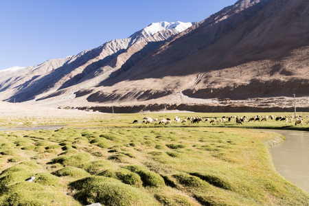 Flock of sheep eating grass with beautiful view on the way at a valley in Ladakh, Indiaの写真素材