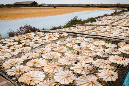 Dried Stingrays fish. The preserved fishes, cut and clean the fishes lay on a net then dry in the sun light at the fishing villageの写真素材