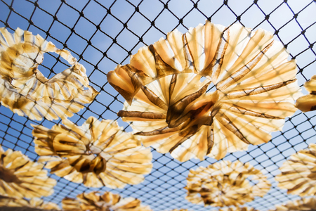 Dried Stingrays fish. The preserved fishes, cut and clean the fishes lay on a net then dry in the sun light at the fishing village (close up shot)の写真素材