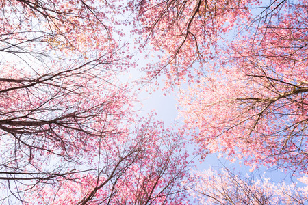 Pink Wild Himalayan cherry flowers on branch with blue sky (Thailand's sakura or Prunus cerasoides),...