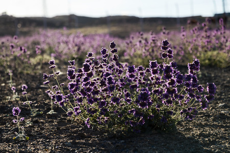 Blooming desert nature plant against sun ray in Ladakh, India.の写真素材