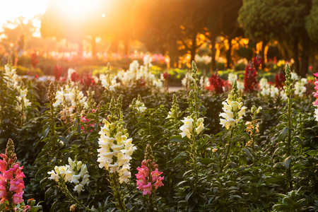 Antirrhinum is a genus of plants commonly known as dragon flowers or snapdragons. Summer rural landscape with the sunset, blossoming meadow a beautiful time.の写真素材