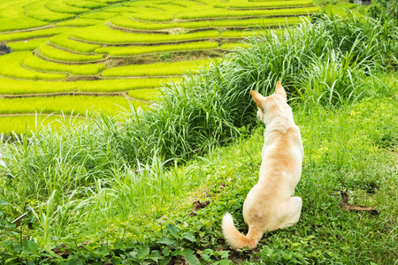 Domestic brown dog guard in terraced paddy field with beautiful landscape nature at Mae la noi, Mea Hong Son, Thailand.の写真素材
