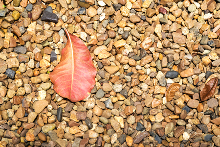 Fallen autumn leaves laying on pebble stone ground with copy space for texture and background.の写真素材